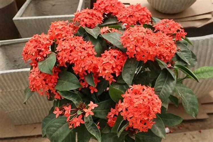 龙船花秋季怎么养护