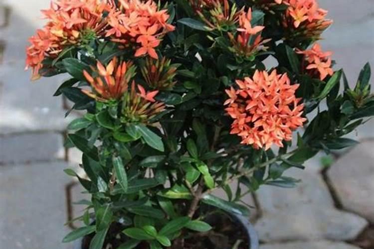龙船花怎样催花