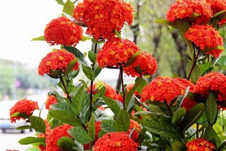 龙船花怎样催花