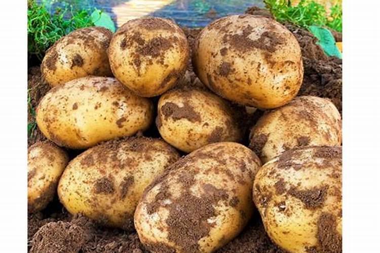 种植土豆用什么化肥