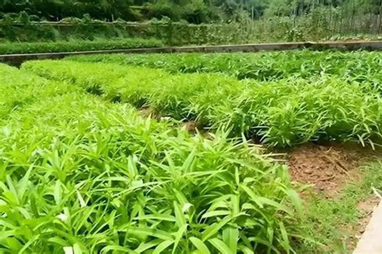 玉米地追施复合肥好还是追施尿素好