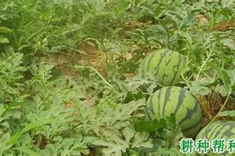 四角田农业科技主要做什么