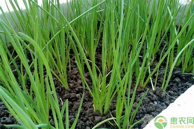 小香葱追肥哪样肥料好