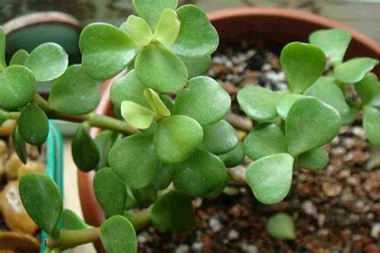 油菜什么时候施硼肥