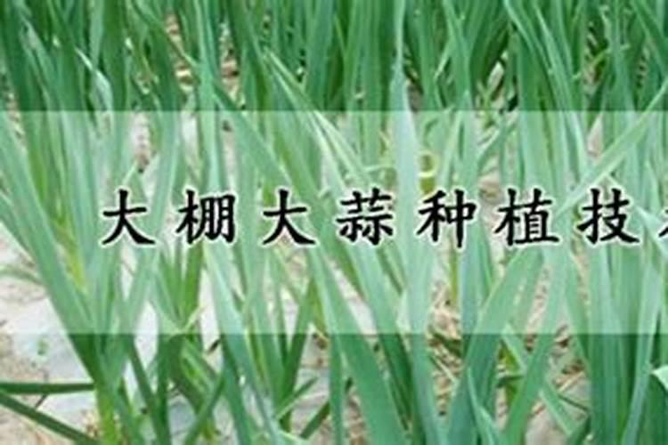 杨树硬枝扦插方法及最佳时节