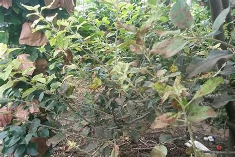 种红薯如何使用钾肥 种红薯怎么使用钾肥