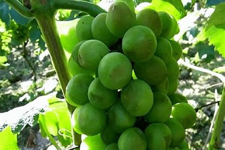 紫玉兰树施什么肥料？