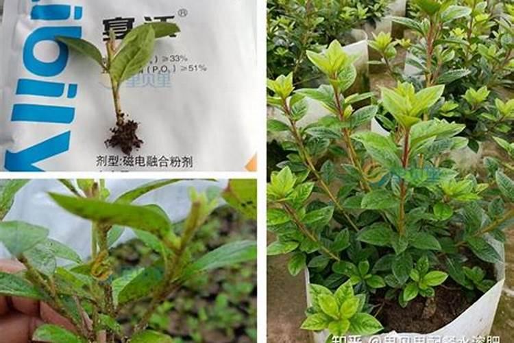 种吊兰用什么土最好 需要什么土壤才长得更好