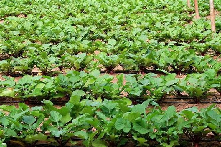 怎么增加矿源黄腐酸钾在尿素硝胺溶液里的溶解度