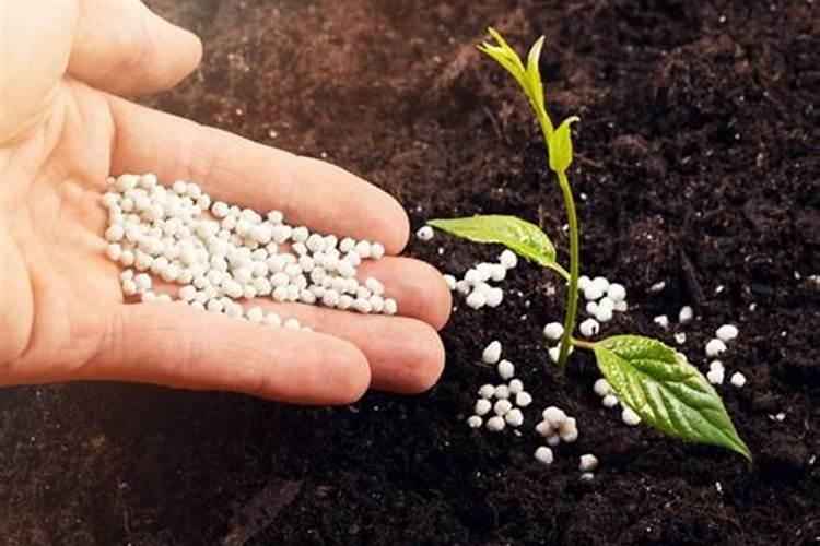 花树用什么肥料比较好