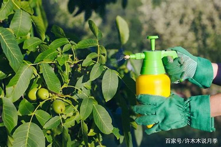 农用叶面肥木醋液有哪些