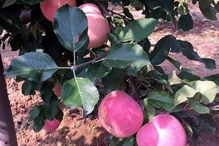 大蒜真菌细菌性混合叶枯病用什么药治疗