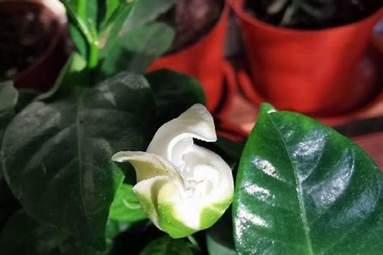 栀子花施肥什么肥料
