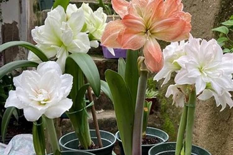 磷肥厂用过的土可以种花吗？