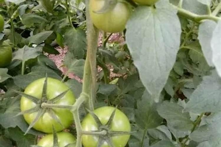 碱地适合种植什么农作物？