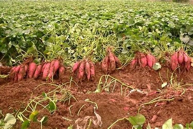 杨树用复合肥还是尿素好？