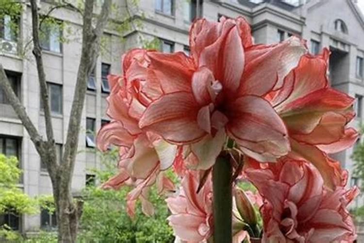 葡萄转色时怎样施肥