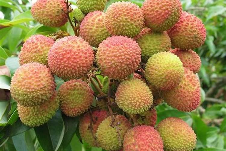 在设施蔬菜栽培中怎样施用硼肥？
