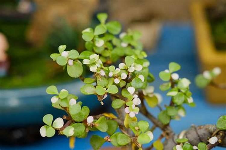 如何给金枝玉叶换盆都有哪些配土方法