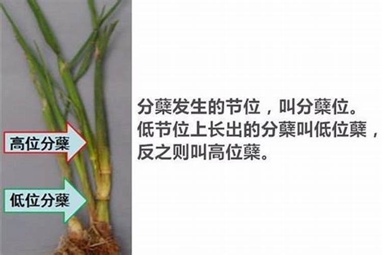 一亩水稻地要用多少化肥和农药