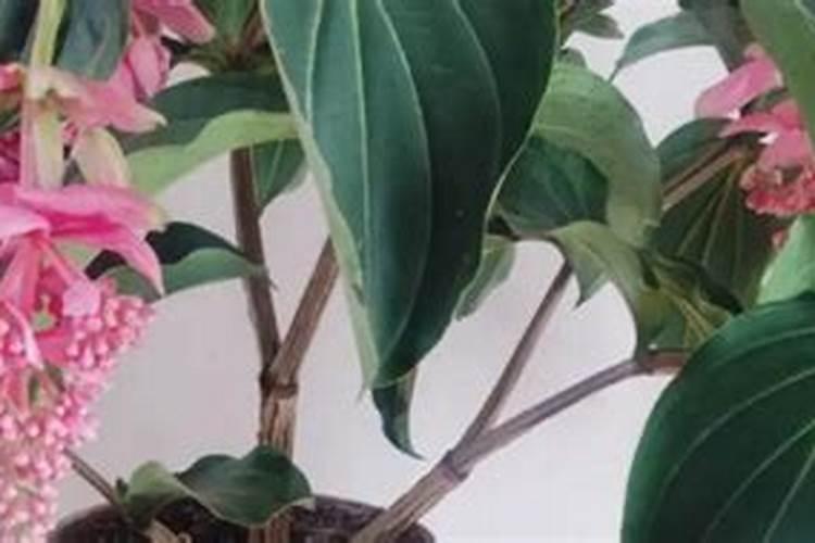 宝莲灯花的养殖方法和病虫害