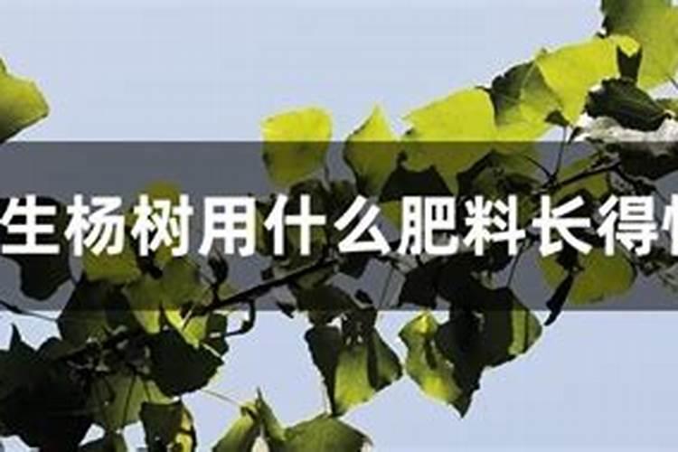 杨树怎么能长得快长得粗