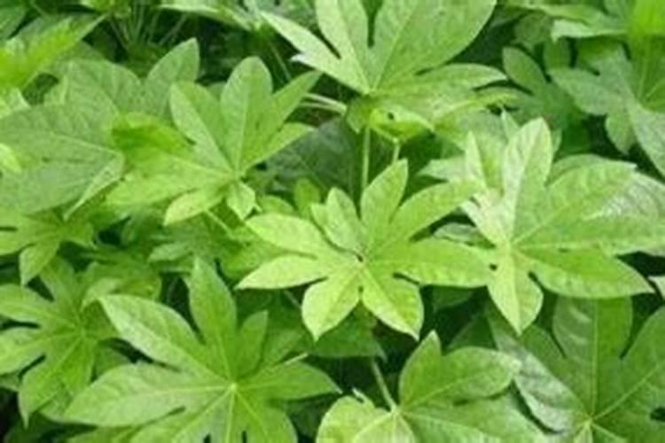 八角开花后施肥会掉果吗