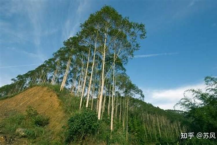 速生桉树施哪种肥最好