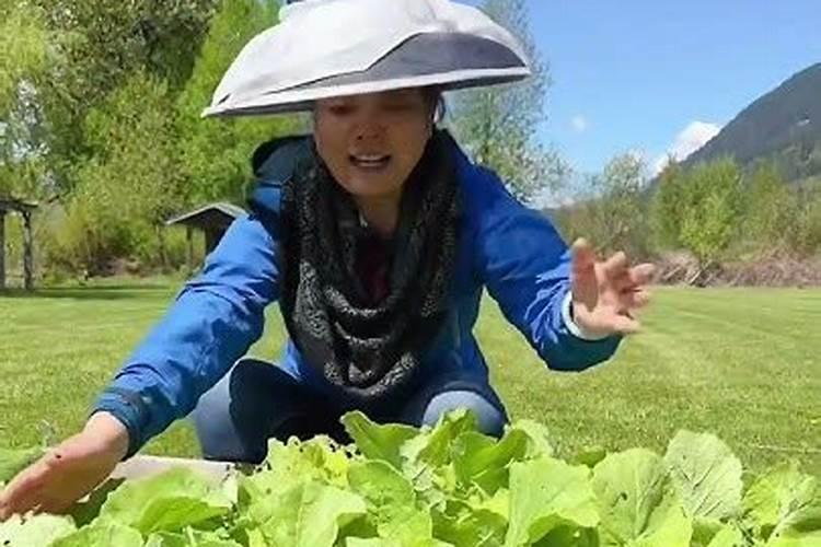 加拿大的一位华人叫做周丹元,能给一些相关的资料吗？