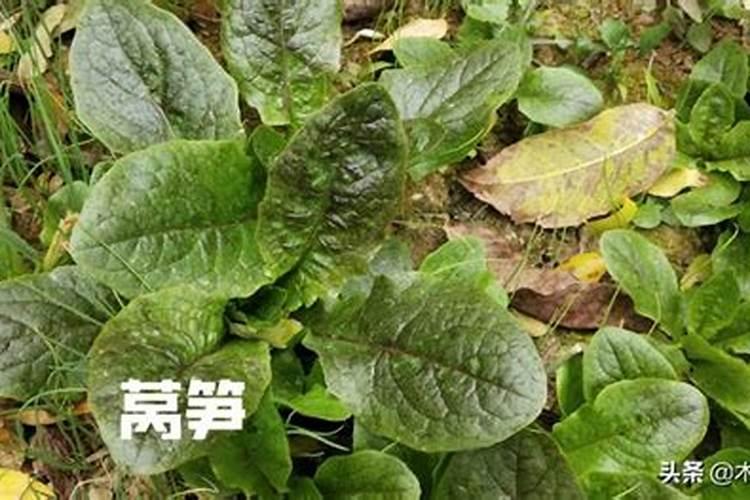 高钾复合肥在莴笋种植中如何使用