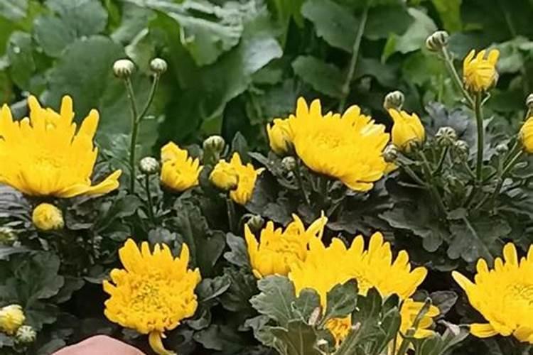 小菊花怎么养殖方法