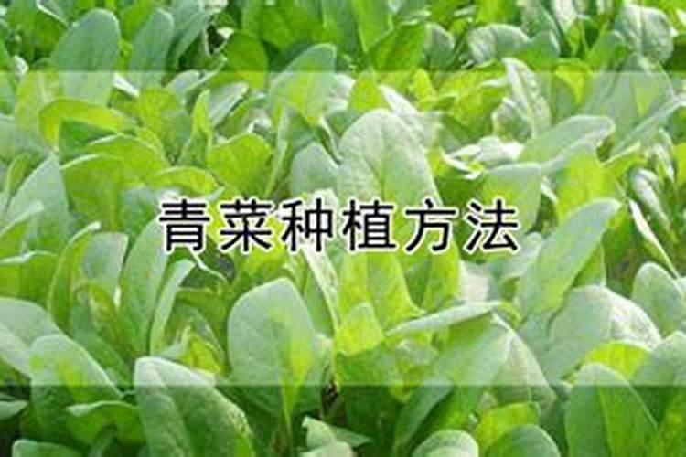 冬季青菜施肥方法
