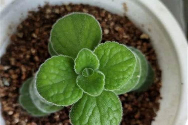 碰碰香应该施什么肥料