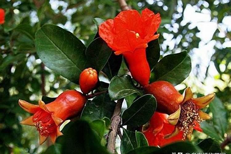 石榴花用什么肥