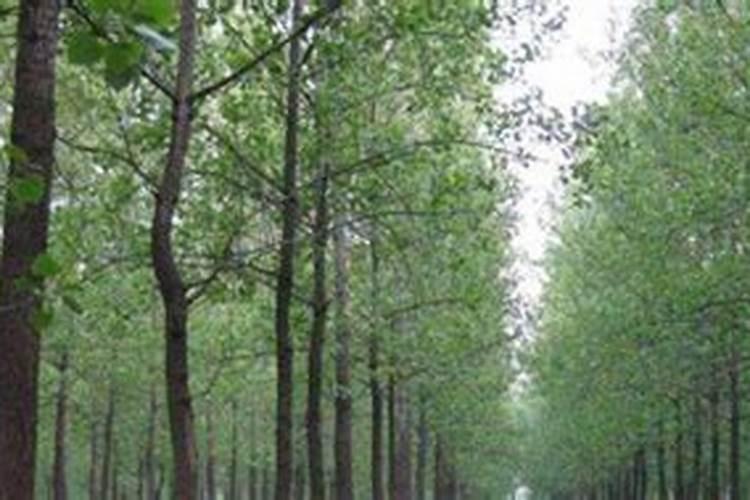 吸财树长气根怎么办