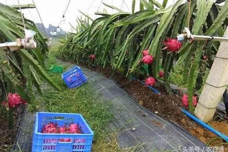 怎样给火龙果施肥