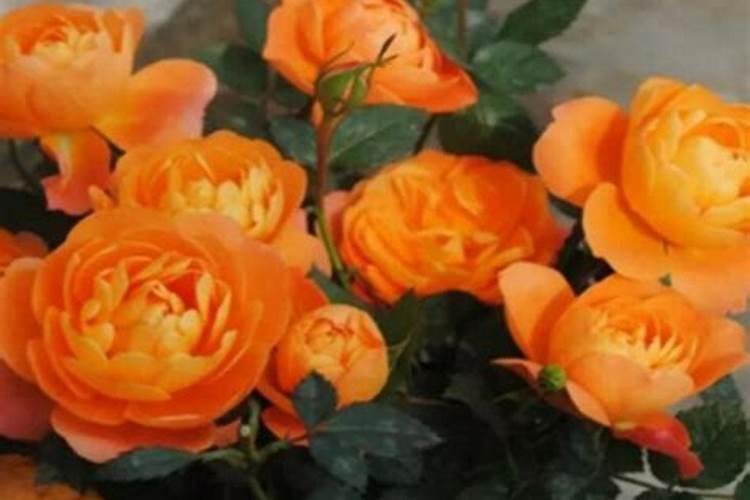 月季花冬季如何施肥效果最好,可以用水溶肥吗？