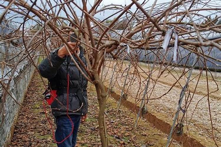 核桃树啥时候打药好