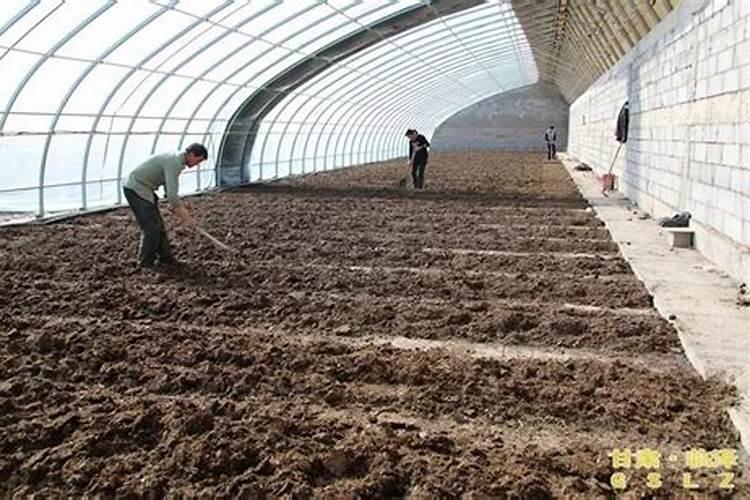 种植十年的山楂树,树叶发黄,请问各位现在怎样施肥？使用什么肥？