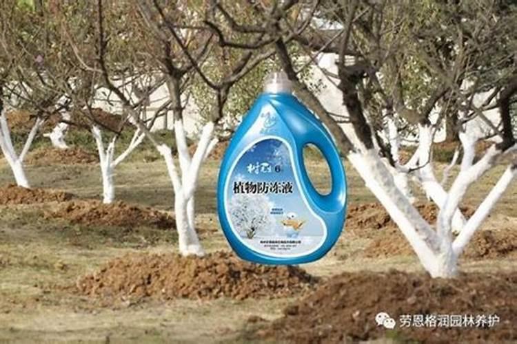 受过洪灾的茶树应该在根外追肥还是喷施叶面肥呢？为什么呢？
