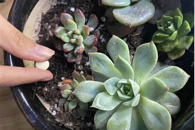 糖化硼能用在有机蔬菜上吗？