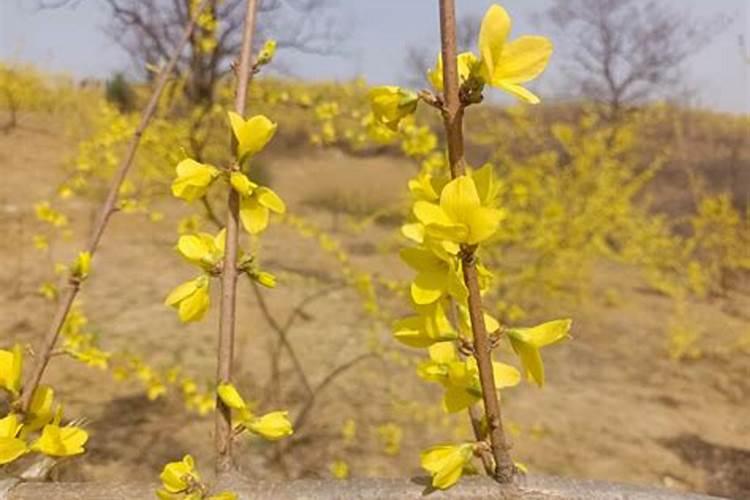 花卉的花期是怎样的？
