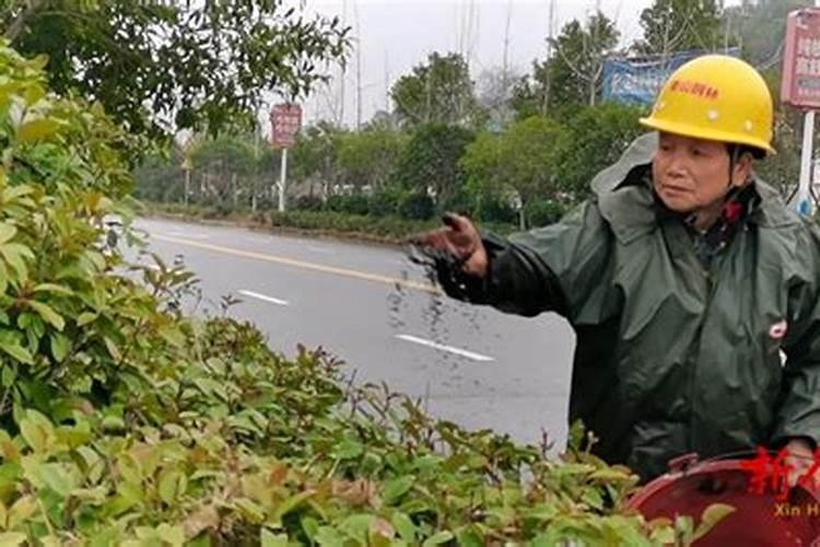 绿化树什么时候施肥合适,园林树什么时候施肥好