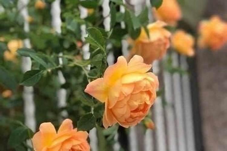 葵花什么时候追肥合适
