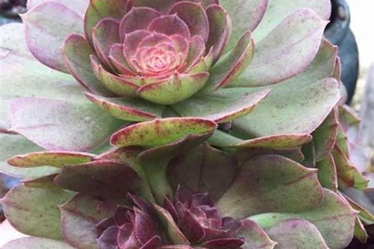 多肉植物需要什么肥料 施肥的方法是什么