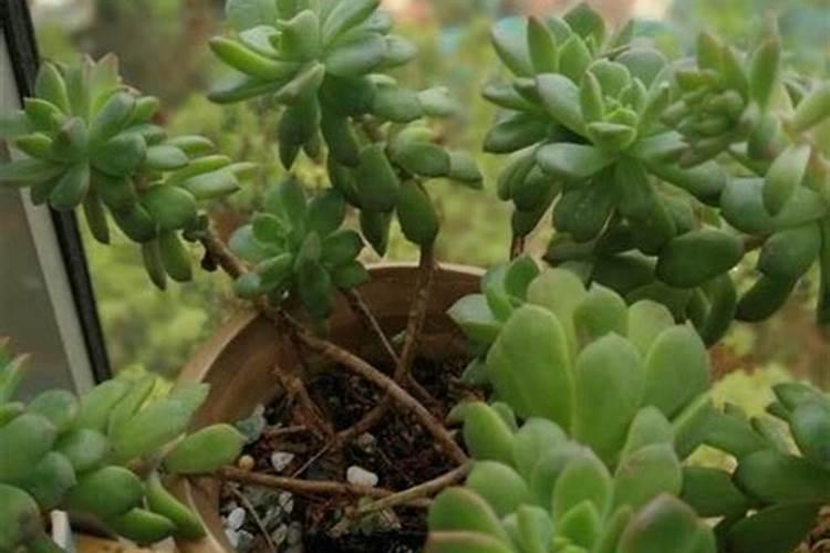 多肉施肥用什么肥料长得壮