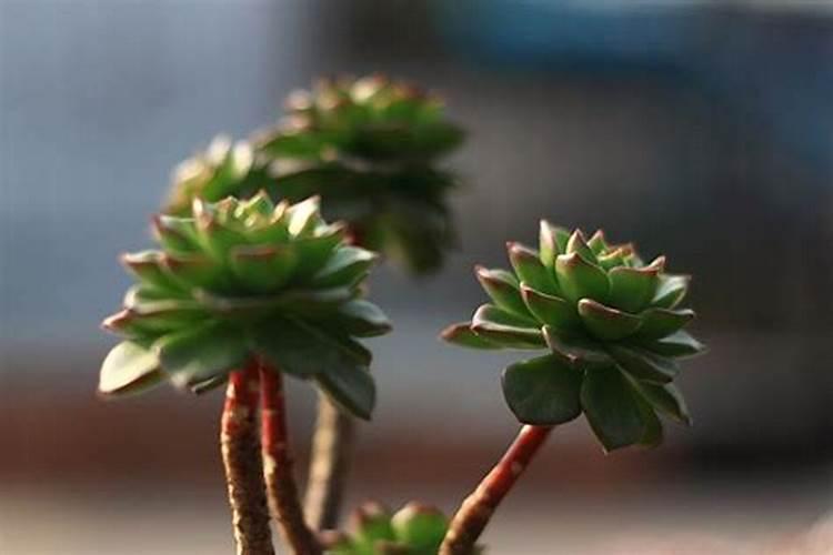 多肉施肥用什么肥料 多肉施肥用什么肥料长粗壮