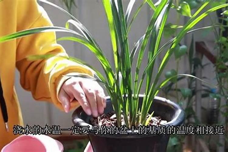 兰花冬天怎么浇水
