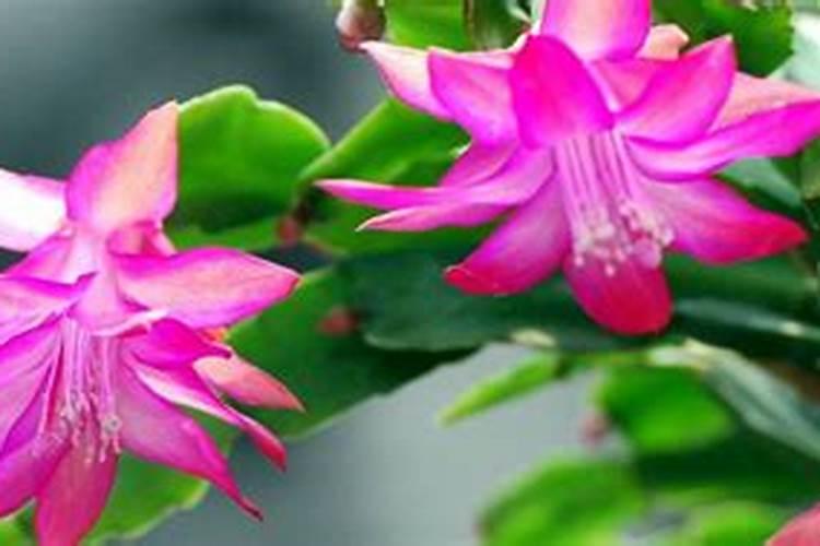蟹爪兰带小花苞可以施肥吗