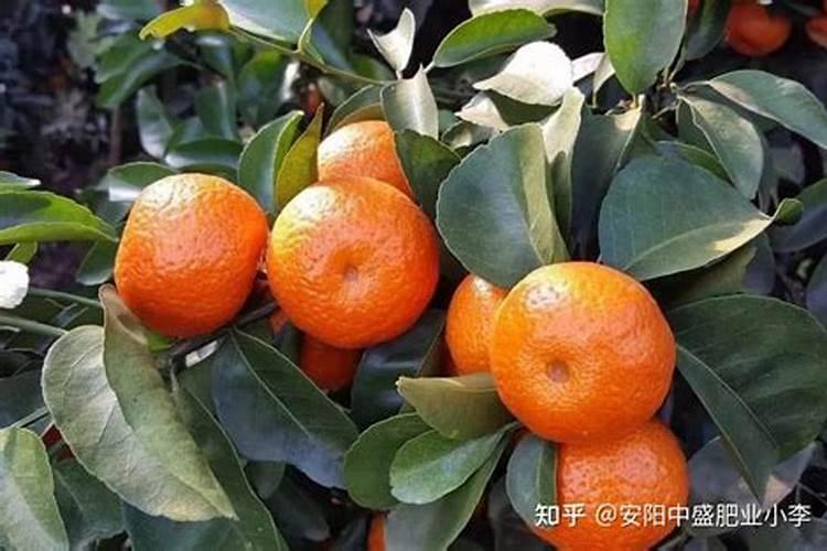 刚移栽的盆栽砂糖柑叶子不正常掉叶怎么办